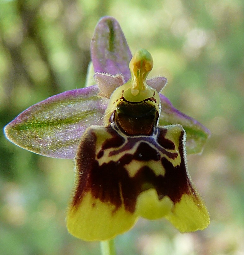 Ophrys lacaitae x Ophrys fuciflora